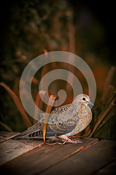 Young Mourning Dove Amid Autumn Foliage