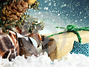 Young mouse hides under Christmas tree near gift`s box on background of snowing