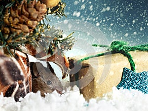 Young mouse hides under Christmas tree near gift`s box on background of snowing photo