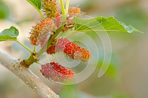 Young mulberry fruits on a branch