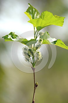 Young mulberry on trees.