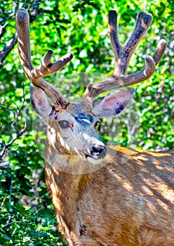 A Young Mule Buck Deer with growing Antlers In the oaks