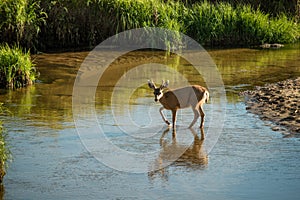 Young Mule Deer