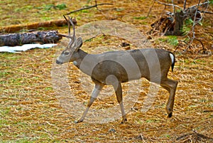 Young Mule Deer Buck