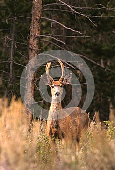 Young Mule Deer Buck