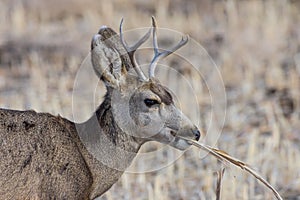 Young Mule Deer Buck With Grass in His Mouth