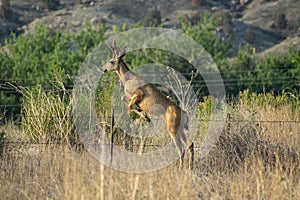 Young Mule Deer Buck Jumping a Fence