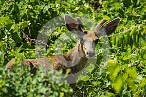 Young Mule Deer Buck in the Leafy Greens