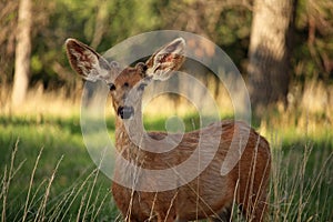 A young mule deer buck listens carefully with large ears.