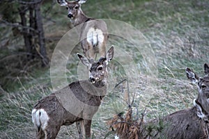 Young Mule Deer Buck in Velvet