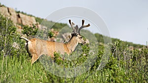 Young Mule Deer Buck In Velvet