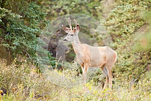 Young mule deer buck with velvet antlers in taiga photo