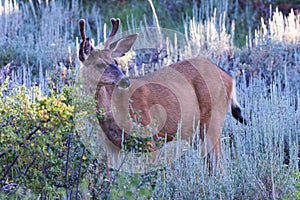 Young Mule Deer Buck - Wild Deer on the High Plains of Colorado