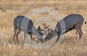 Young Mule Deer Bucks Sparring