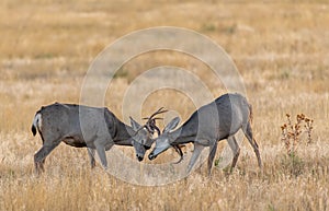 Young Mule Deer Bucks Sparring