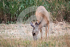 Young mule deer doe grazes on grass