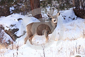 Young mule deer fawn in postcard picture