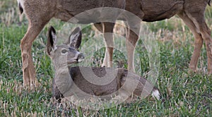 Young mule deer laying on the ground