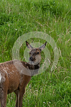 A young mule deer with an open mouth in a grassy green field