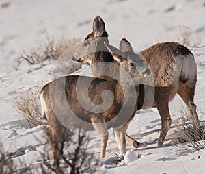 Young mule deer together