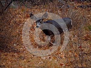 A Young Mule Deer in a Winter Forest