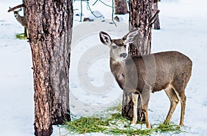 Young Mule Deer in Winter