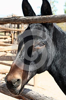 Young Mule In Ranch Corral