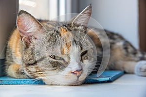 A young multi-colored cat half asleep looks at the owner