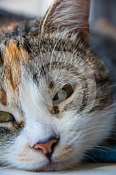 A young multi-colored cat half asleep looks at the owner