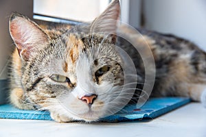 A young multi-colored cat half asleep looks at the owner