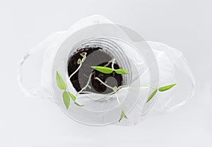 Young mung bean sprouts in white plastic bag