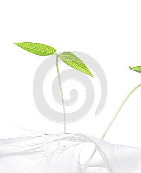 Young mung bean sprouts in white plastic bag photo