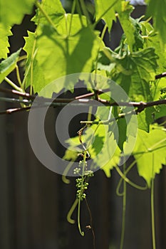 Young Muscadine on Vine