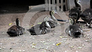 Young Muscovy duck or cairina moschata on the ground.