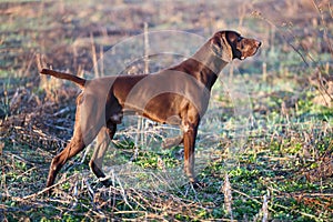 A young muscular brown hunting dog is standing in a point in the field among the green grass. German Shorthaired Pointer.