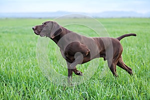 A young muscular brown hunting dog is standing in a point in the field among the green grass. A spring warm day.