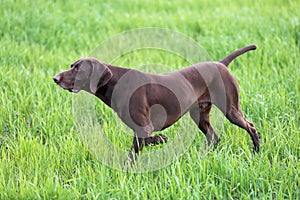 A young muscular brown hunting dog is standing in a point in the field among the green grass. A spring warm day.