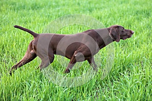 A young muscular brown hunting dog is standing in a point in the field among the green grass. A spring warm day.