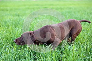 A young muscular brown hunting dog is standing in a point in the field among the green grass. A spring warm day.