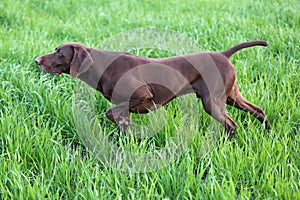 A young muscular brown hunting dog is standing in a point in the field among the green grass. A spring warm day.