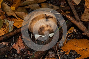 The young mushroom Leccinum aurantiacum appeared from under a thick layer of fallen aspen leaves and branches