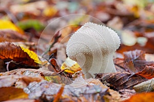 Young mushroom Lycoperdon perlatum growing in the forest