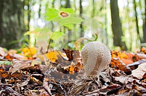 Young mushroom Lycoperdon perlatum growing in the forest