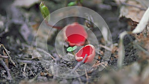 Young Mushroom Sarcoscypha Coccinea. Fungi Commonly Known As Scarlet Elf Cup Or Scarlet Elf Cap And Scarlet Cup