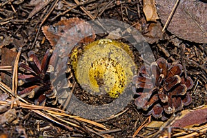 Young mushroom Tricholoma equestre emerged from the sand. Mushroom and pine cones closeup.