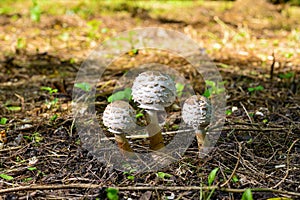 Young mushroom umbrella in the forest. Close-up