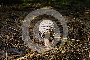 Young mushroom umbrella in the forest. Close-up