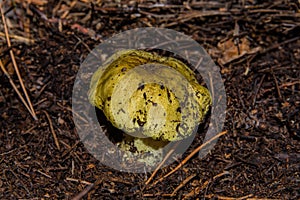 Young mushroom Yellow Knight Tricholoma equestre closeup.