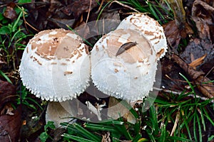 Young mushrooms with baby snail