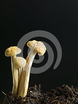Young mushrooms growing from fertile soil
